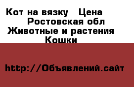 Кот на вязку › Цена ­ 500 - Ростовская обл. Животные и растения » Кошки   